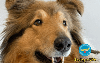 A close up of Demetra the collie's face.