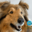 A close up of Demetra the collie's face.