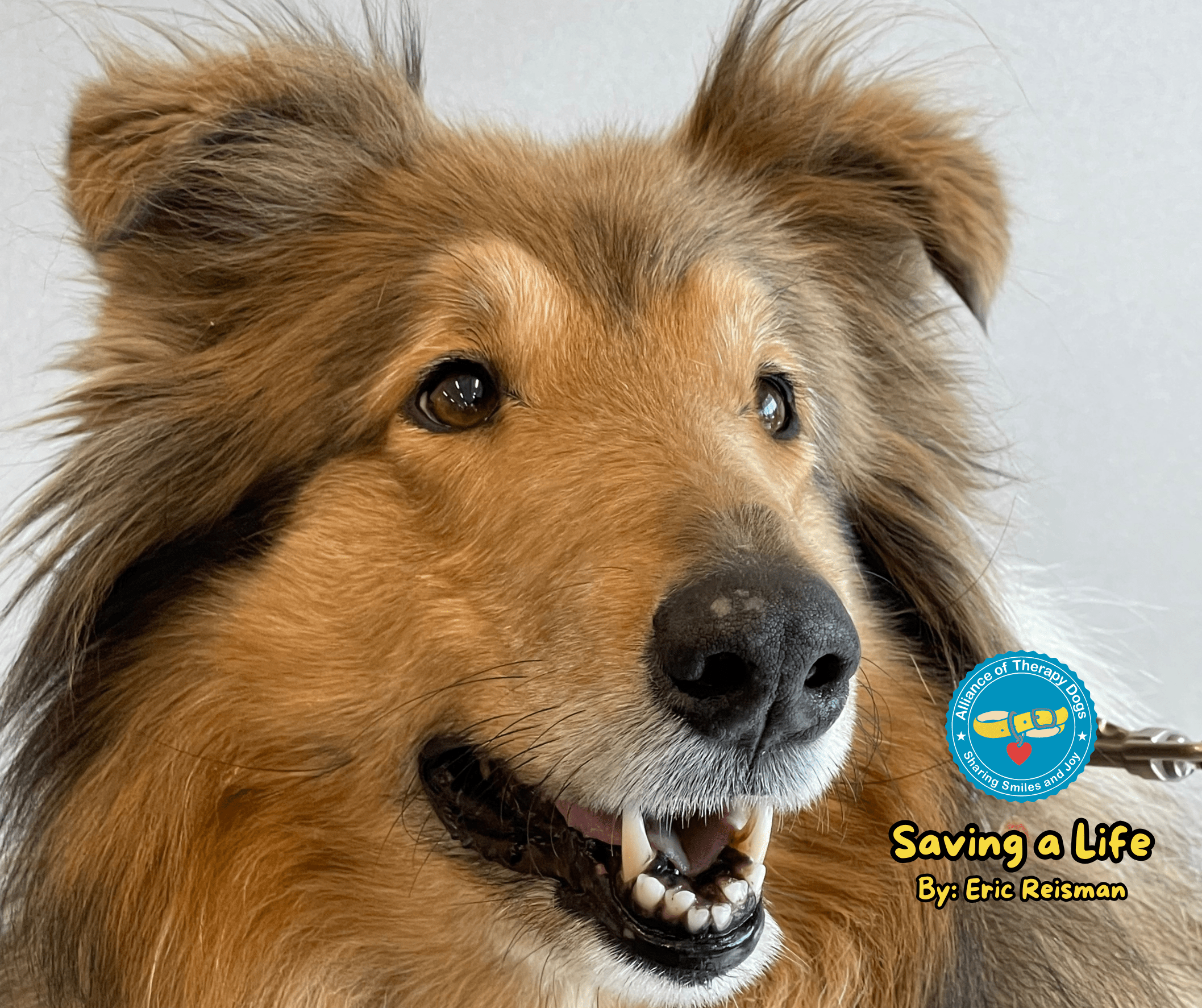 A close up of Demetra the collie's face.