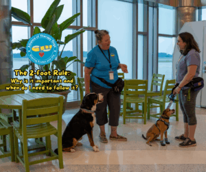 Two therapy dog handlers hold a conversation while keeping their dogs 2-feet apart.