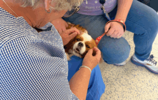 A cavalier gets scratched on the ears by a person looking down at her.