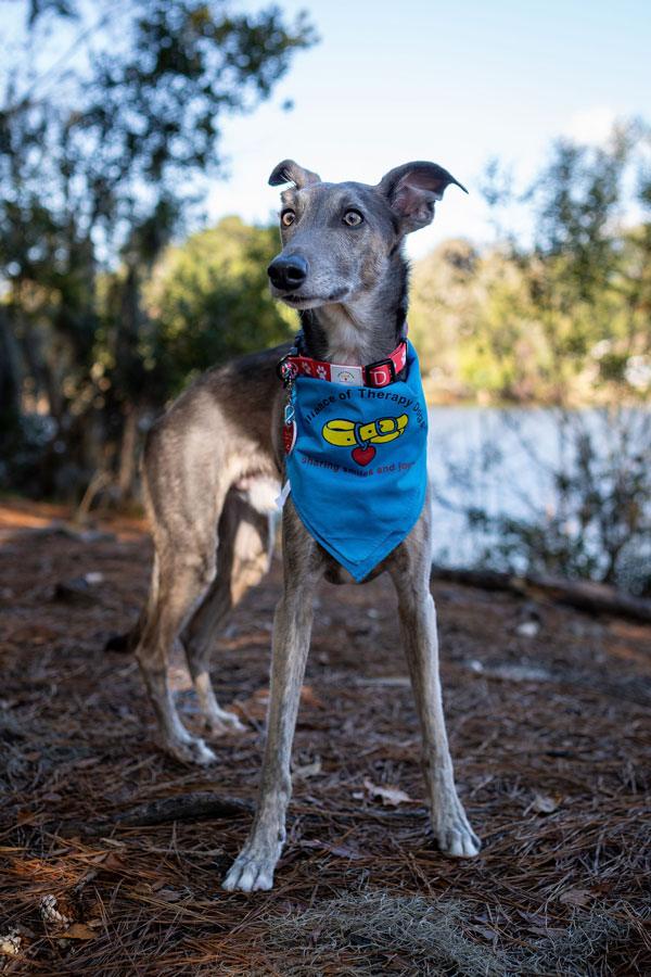 A Greyhound therapy dog wearing a bandana with Alliance of Therapy Dogs branding on it.