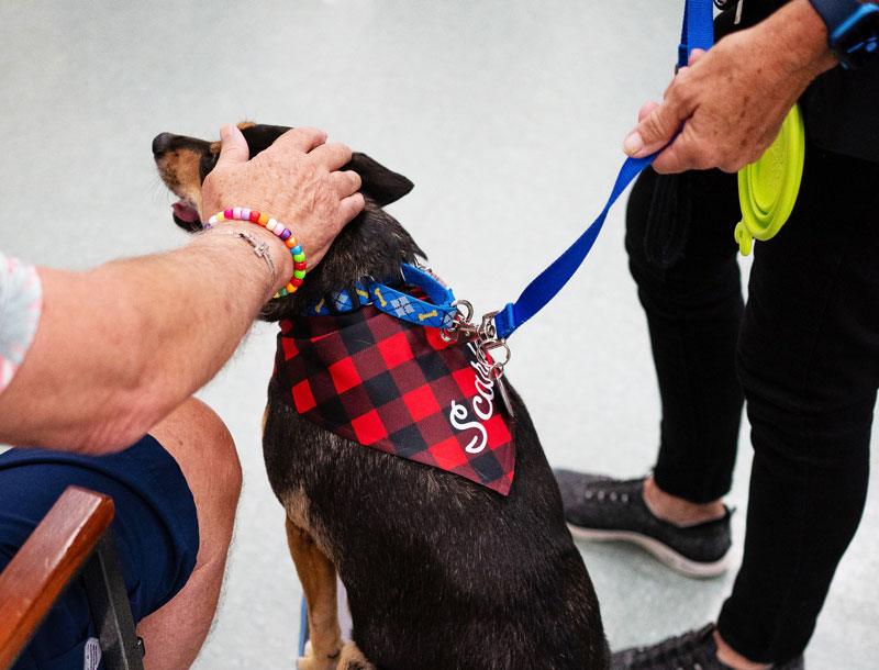 A therapy dog being pet during a facility visit.