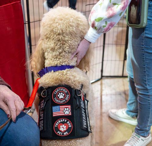 A poodle therapy dog being pet at a facility.