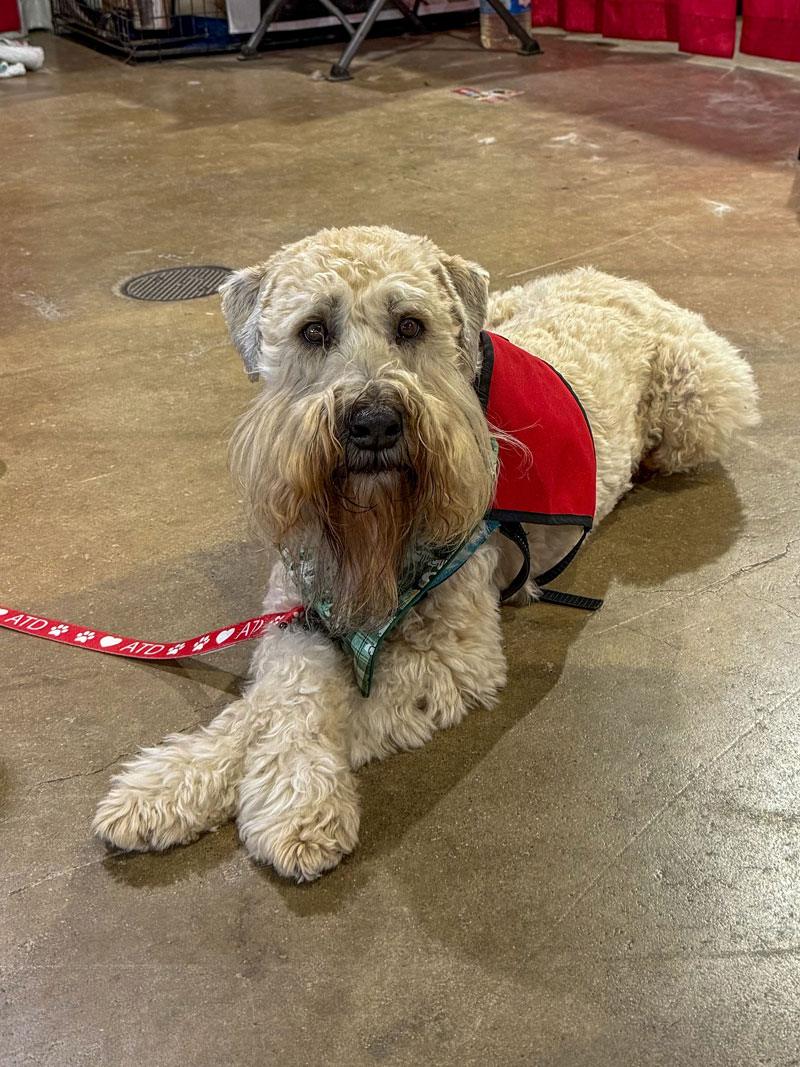 A well-behaved Terrier therapy dog sitting with crossed legs while looking at the camera.