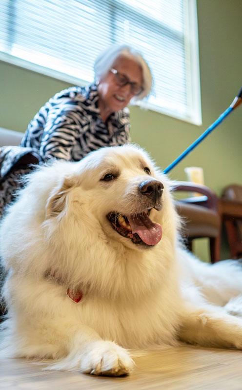 A big, fluffy, white Great Pyrenees sitting on the floor and smiling as a nursing home resident looks down and smiles at it.