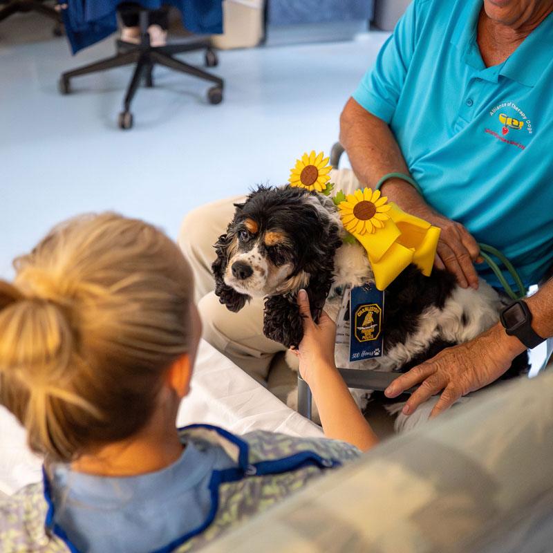 A Cocker Spaniel therapy dog with sunflowers on its back being pet by a hospital patient during a facility visit.