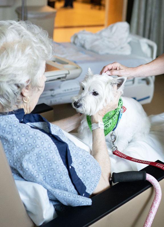 A white Terrier sitting in the lap of a hospital patient while being pet.