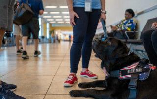 A black lab lays down in an airport staring up at someone off camera.