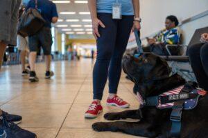 A black lab lays down in an airport staring up at someone off camera.