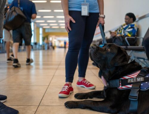 World Mental Health Day: Where in the world are our therapy dogs?