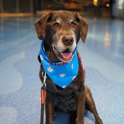 Juno Hoover dog who donated to ATD Endowment first