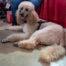 An apricot standard poodle lays on the ground looking at the camera.