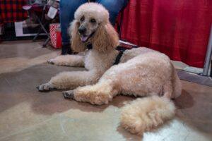 An apricot standard poodle lays on the ground looking at the camera.