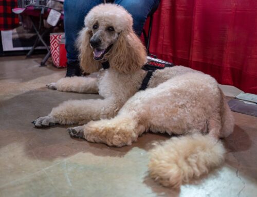 Therapy Dogs at Conferences