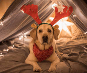 an elder lab enjoying a holiday activity in a comfy tent with Christmas lights