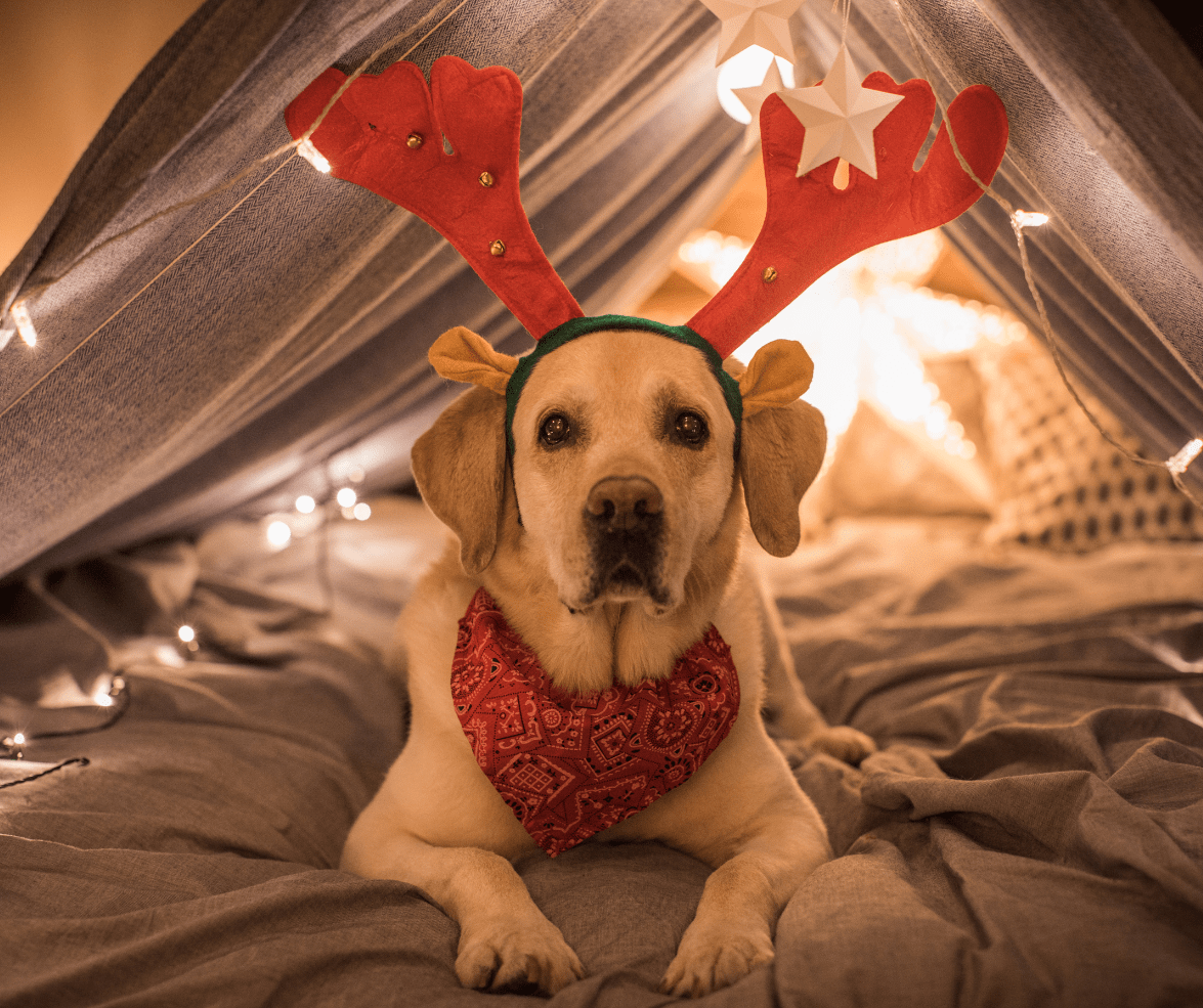 an elder lab enjoying a holiday activity in a comfy tent with Christmas lights