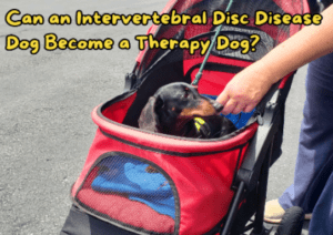 A dachshund with IVDD in a red stroller sniffing a hand