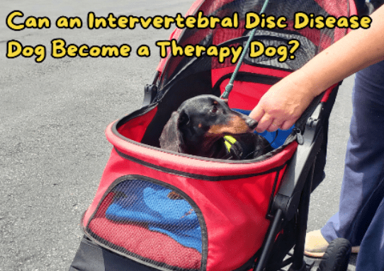 A dachshund with IVDD in a red stroller sniffing a hand