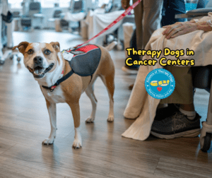 A happy brown and white bully mix stands next to legs under a hospital blanket in a cancer center.
