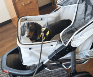 A black and tan dachshund with IVDD in a stroller looking up at the camera