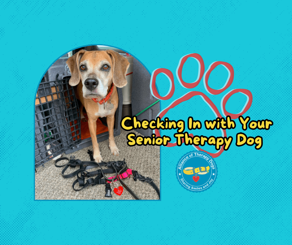 A senior dog standing in a crate looking at the camera with a red heart tag at her feet.