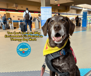 a brown lab therapy dog sits in an airport smiling at the camera in a yellow bandana.