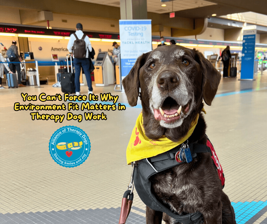 a brown lab therapy dog sits in an airport smiling at the camera in a yellow bandana.