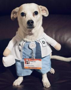 A white dog sits staring at the camera with a doctor costume on.