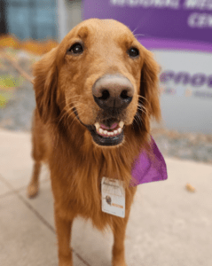 a golden smiles into the camera.