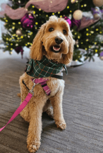 a doodle sits in front a Christmas tree