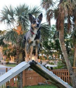 A cattle dog mix dog stands on top of an a frame looking into the distance.