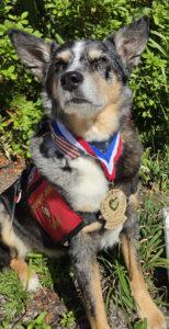 A cattle dog mix with a medal on sits and stares up at the camera