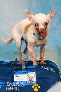 tiny chihuahua stands with his hospital badge
